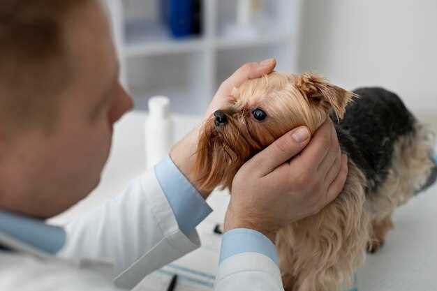 Симптомы и причины катаракты у собаки